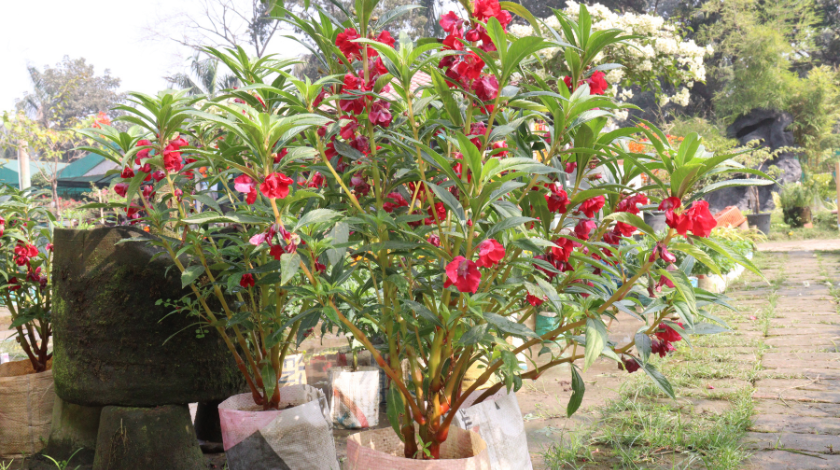 amazon bangladesi rugut plants for sale
