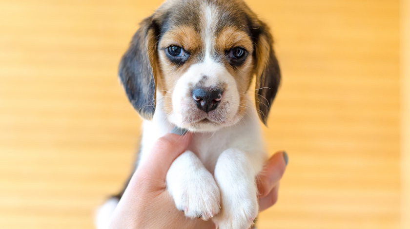 Beagle